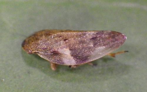 Aphrophora alni